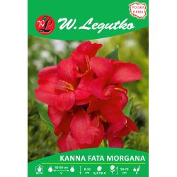 Kanna - Fata Morgana - zelený list - nízký - růžový - 1 ks. - Cibule a oddenky - W. Legutko Kanna - Fata Morgana - zelený list - nízký - růžový - 1 ks. - Cibule a oddenky - W. Legutko