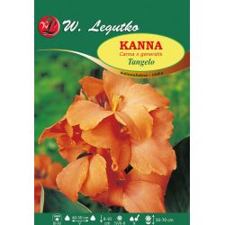 Kanna - Tangelo - zelenolistá - nízká - oranžová - 1 ks. - Cibule a oddenky - W. Legutko Kanna - Tangelo - zelenolistá - nízká - oranžová - 1 ks. - Cibule a oddenky - W. Legutko
