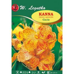 Kanna - Guciu - zelenolistá - žlutá - 1 ks. - Cibule a oddenky - W. Legutko Kanna - Guciu - zelenolistá - žlutá - 1 ks. - Cibule a oddenky - W. Legutko