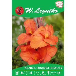 Kanna - Orange Beauty - zelený list - oranžová - 1 ks. - Cibule a oddenky - W. Legutko Kanna - Orange Beauty - zelený list - oranžová - 1 ks. - Cibule a oddenky - W. Legutko
