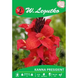 Kanna - President - zelený list - červený - 1 ks. - Cibule a oddenky - W. Legutko Kanna - President - zelený list - červený - 1 ks. - Cibule a oddenky - W. Legutko