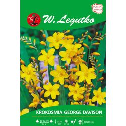 Crocosmia - George Davison - žlutá - 5 ks. - Cibule a oddenky - W. Legutko Crocosmia - George Davison - žlutá - 5 ks. - Cibule a oddenky - W. Legutko