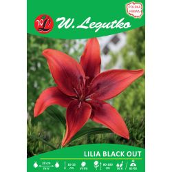 Lily - Black Out - Asijská - červená - 1 ks. - Cibule a oddenky - W. Legutko