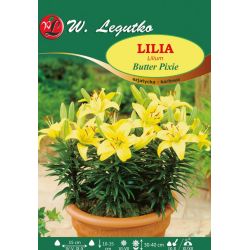 Lily - Butter Pixie - Asian - Dwarf - Yellow - 1 ks. - Cibule a oddenky - W. Legutko