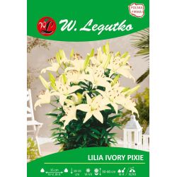 Lily - Ivory Pixie - Asijská - trpasličí - krémová - 1 ks. - Cibule a oddenky - W. Legutko