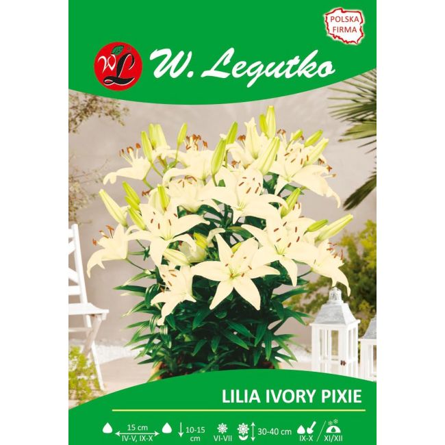 Lily - Ivory Pixie - Asijská - trpasličí - krémová - 1 ks. - Cibule a oddenky - W. Legutko Lily - Ivory Pixie - Asijská - trpasličí - krémová - 1 ks. - Cibule a oddenky - W. Legutko