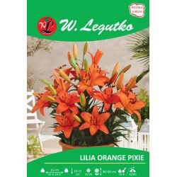 Lily - Orange Pixie - Asian - Dwarf - Orange - 1 ks. - Cibule a oddenky - W. Legutko