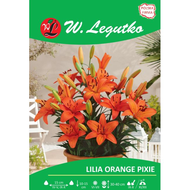 Lily - Orange Pixie - Asian - Dwarf - Orange - 1 ks. - Cibule a oddenky - W. Legutko Lily - Orange Pixie - Asian - Dwarf - Orange - 1 ks. - Cibule a oddenky - W. Legutko