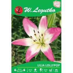 Lily - Asijská - Lízátko - bílá a růžová - Cibule a oddenky - W. Legutko Lily - Asijská - Lízátko - bílá a růžová - Cibule a oddenky - W. Legutko