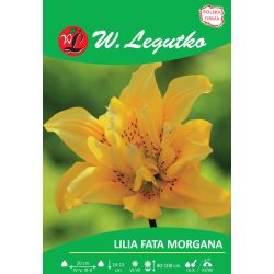 Lilie - Fata Morgana - Asijská - plná - žlutá - 1 ks. - Cibule a oddenky - W. Legutko Lilie - Fata Morgana - Asijská - plná - žlutá - 1 ks. - Cibule a oddenky - W. Legutko