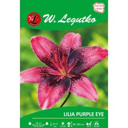 Lily - Purple Eye - Asijská - fialová - 1 ks. - Cibule a oddenky - W. Legutko