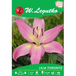 Lily - Toronto - Asijská - růžová - 1 ks. - Cibule a oddenky - W. Legutko