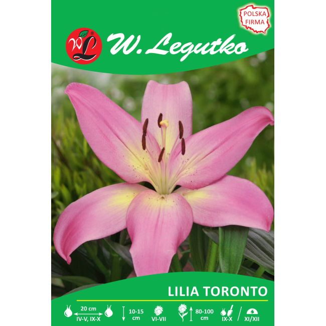 Lily - Toronto - Asijská - růžová - 1 ks. - Cibule a oddenky - W. Legutko Lily - Toronto - Asijská - růžová - 1 ks. - Cibule a oddenky - W. Legutko