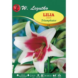 Lilia - Triumphator - LO - bílá - 1 ks. - Cibule a oddenky - W. Legutko Lilia - Triumphator - LO - bílá - 1 ks. - Cibule a oddenky - W. Legutko