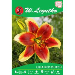Lily - OT - Red Dutch - červená a žlutá - Cibule a oddenky - W. Legutko