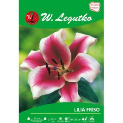 Lily - Friso - OT - dřevitá - tmavě růžová - 1 ks. - Cibule a oddenky - W. Legutko