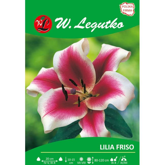 Lily - Friso - OT - dřevitá - tmavě růžová - 1 ks. - Cibule a oddenky - W. Legutko Lily - Friso - OT - dřevitá - tmavě růžová - 1 ks. - Cibule a oddenky - W. Legutko