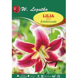 Lilia - OT - Šeherezáda - Cibule a oddenky - W. Legutko Lilia - OT - Šeherezáda - Cibule a oddenky - W. Legutko