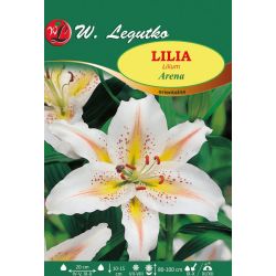 Lilie - orientální - Arena - Cibule a oddenky - W. Legutko Lilie - orientální - Arena - Cibule a oddenky - W. Legutko