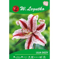 Lily - Dizzy - orientální - bílá a třešeň - 1 ks. - Cibule a oddenky - W. Legutko