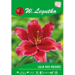 Lily - Rio Negro - orientální - fialová - 1 ks. - Cibule a oddenky - W. Legutko