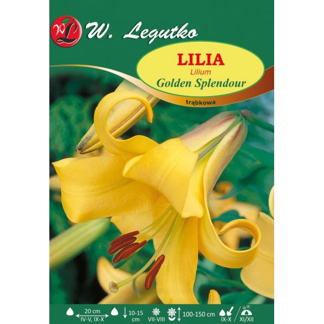 Lily - Golden Splendor - trubka - žlutá - 1 ks. - Cibule a oddenky - W. Legutko Lily - Golden Splendor - trubka - žlutá - 1 ks. - Cibule a oddenky - W. Legutko