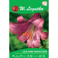 Lily - Pink Perfection - trubka - růžová - 1 ks. - Cibule a oddenky - W. Legutko