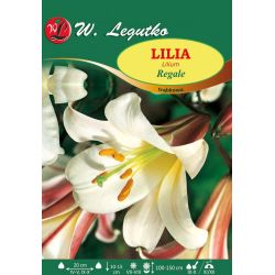 Lilia - Regale - trubka - bílá - 1 ks. - Cibule a oddenky - W. Legutko Lilia - Regale - trubka - bílá - 1 ks. - Cibule a oddenky - W. Legutko