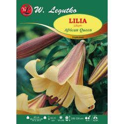 Lilie - Africká královna - trubka - oranžová - 1 ks. - Cibule a oddenky - W. Legutko Lilie - Africká královna - trubka - oranžová - 1 ks. - Cibule a oddenky - W. Legutko