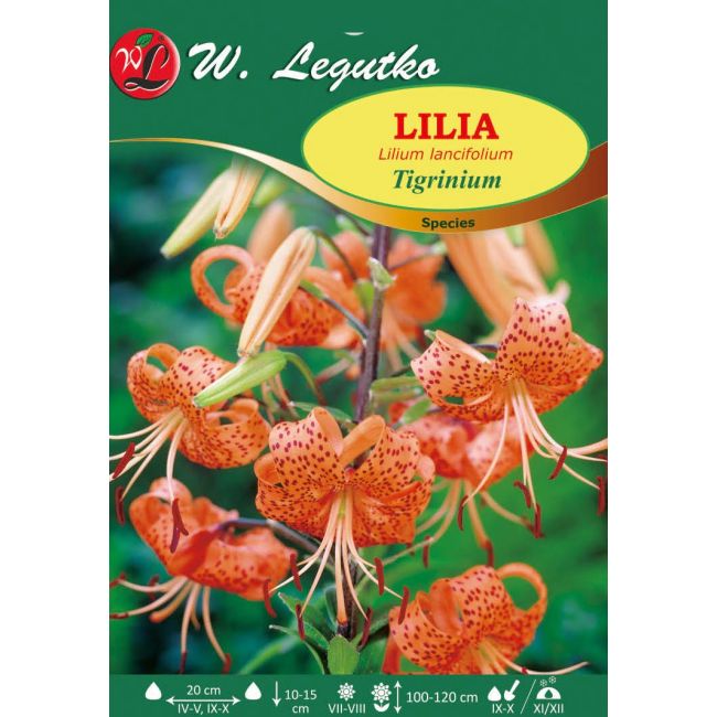 Lilie - Tigrinum - druh - oranžová - 1 ks. - Cibule a oddenky - W. Legutko Lilie - Tigrinum - druh - oranžová - 1 ks. - Cibule a oddenky - W. Legutko