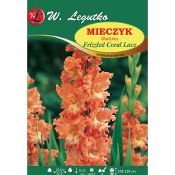 Mečík - Frizzled Coral Lace - velkokvětý - 5 ks. - Cibule a oddenky - W. Legutko Mečík - Frizzled Coral Lace - velkokvětý - 5 ks. - Cibule a oddenky - W. Legutko
