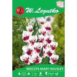 Mečík - velkokvětý - Mary Housley - bílý a červený - 5 ks. - Cibule a oddenky - W. Legutko