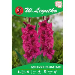 Mečík - Plumtart - velkokvětý - amarant - 5 ks. - Cibule a oddenky - W. Legutko