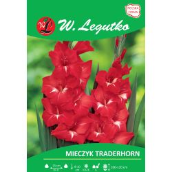 Mečík - Traderhorn - velkokvětý - červený - 5 ks. - Cibule a oddenky - W. Legutko