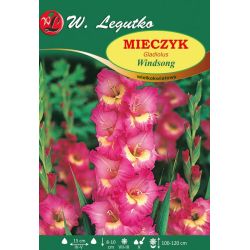 Mečík - Windsong - velkokvětý - amarant - 5 ks. - Cibule a oddenky - W. Legutko