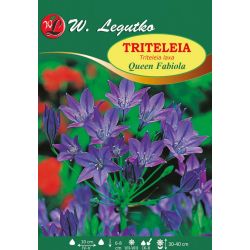 Triteleia - Queen Fabiola - modrá - 10 ks. - Cibule a oddenky - W. Legutko Triteleia - Queen Fabiola - modrá - 10 ks. - Cibule a oddenky - W. Legutko