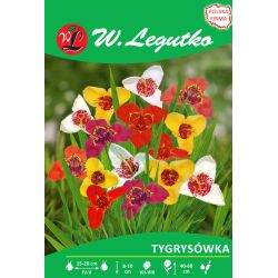 Tygřice - mix - 7 ks. - Cibule a oddenky - W. Legutko Tygřice - mix - 7 ks. - Cibule a oddenky - W. Legutko