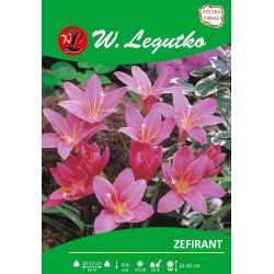 Zefirant - růžový - 7 ks. - Cibule a oddenky - W. Legutko Zefirant - růžový - 7 ks. - Cibule a oddenky - W. Legutko