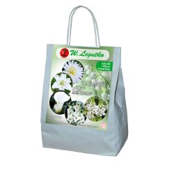 Bílé složení - 19 ks. - Cibule a oddenky - W. Legutko Bílé složení - 19 ks. - Cibule a oddenky - W. Legutko