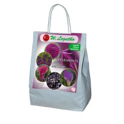 Fialové složení - 18 ks. - Cibule a oddenky - W. Legutko Fialové složení - 18 ks. - Cibule a oddenky - W. Legutko