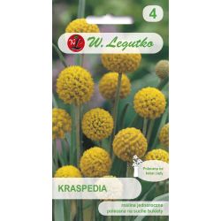 Kraspedia - žlutá - Semena - W. Legutko