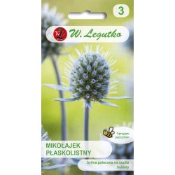 Mikulášský plocholistý - modro-modrý - Semena - W. Legutko