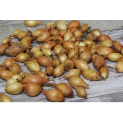 Jarní cibulka - Sturon - žlutá - 250g - Cibule a oddenky - W. Legutko Jarní cibulka - Sturon - žlutá - 250g - Cibule a oddenky - W. Legutko