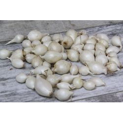 Jarní cibulka - White Snowball - bílá - 250g - Cibule a oddenky - W. Legutko Jarní cibulka - White Snowball - bílá - 250g - Cibule a oddenky - W. Legutko