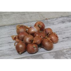 Šalotka - Red Sun - červená - 250g - Cibule a oddenky - W. Legutko Šalotka - Red Sun - červená - 250g - Cibule a oddenky - W. Legutko