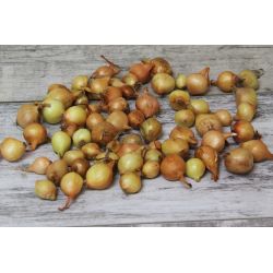 Jarní cibulka - Stuttgarter Riesen - žlutá - 500g - Cibule a oddenky - W. Legutko