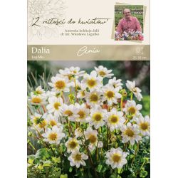 Zahradní jiřina - Ania - Top Mix - bílá - 1 ks. - Cibule a oddenky - W. Legutko Zahradní jiřina - Ania - Top Mix - bílá - 1 ks. - Cibule a oddenky - W. Legutko