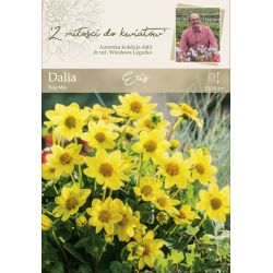 Zahradní jiřina - Eris - Top Mix - žlutá - 1 ks. - Cibule a oddenky - W. Legutko Zahradní jiřina - Eris - Top Mix - žlutá - 1 ks. - Cibule a oddenky - W. Legutko