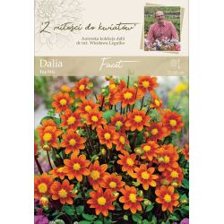 Zahradní jiřina - Facet - Top Mix - oranžová - 1 ks. - Cibule a oddenky - W. Legutko Zahradní jiřina - Facet - Top Mix - oranžová - 1 ks. - Cibule a oddenky - W. Legutko