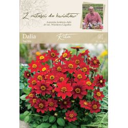 Zahradní jiřina - Rita - Top Mix - červená - 1 ks. - Cibule a oddenky - W. Legutko Zahradní jiřina - Rita - Top Mix - červená - 1 ks. - Cibule a oddenky - W. Legutko